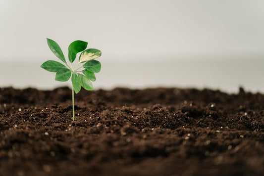 How to Perform a Unity Tree Planting Ceremony