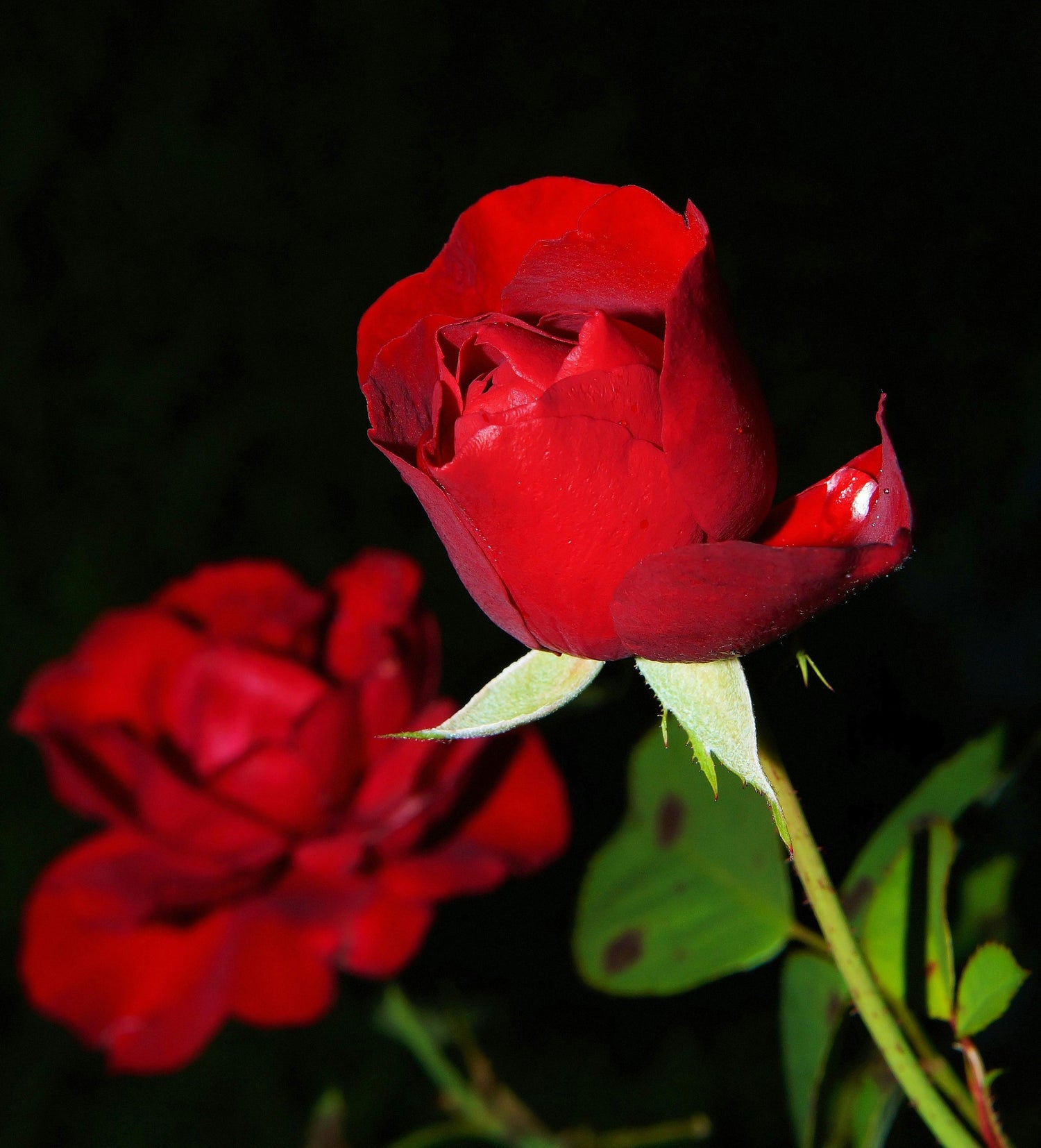 Close-up of two red roses with a dark background